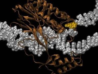 Illustration for article titled Computer science breakthrough: Replicating bacterial communication